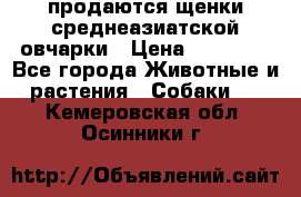 продаются щенки среднеазиатской овчарки › Цена ­ 30 000 - Все города Животные и растения » Собаки   . Кемеровская обл.,Осинники г.